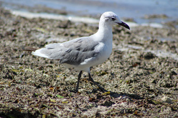 Seagull