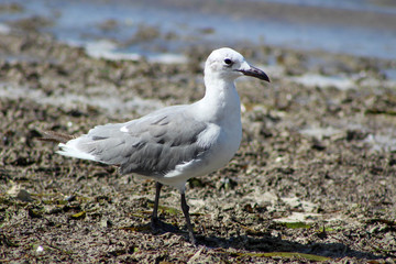 Seagull