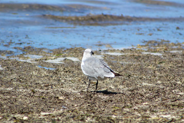 Seagull