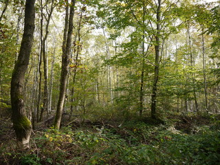 Obraz premium Birken im Wald