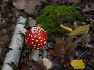 Der Fliegenpilz im Herbst