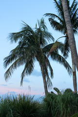 Fototapeta premium Palm Trees