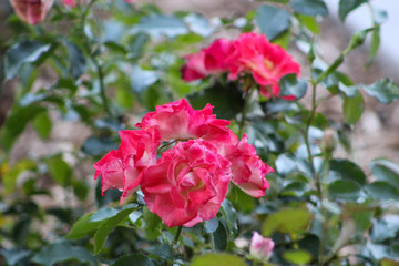 pink rose in the garden