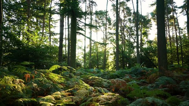 Slowly moving across a forest floor at sunrise with sunlight shining through bracken in the English countryside