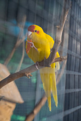 Yellow parrot eats carrot at the zoo