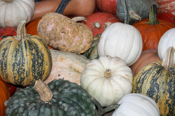 Pumpkin Patch