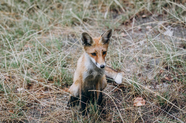 fox in the forest,sitting on grass