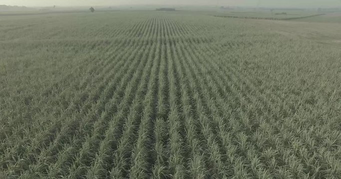 Aerial top view of sugarcane  farm in countryside on a spring day. Drone shot Top view of sugar cane  field. sugarcane  field of green corn stalks and tassels, aerial drone photo above plants.