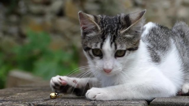 Kitten playing with a jingle bell. Slow motion. White and gray kitten, very curious, trying to catch a jingle bell in motion.