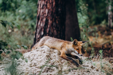 fox in the forest,sitting on grass