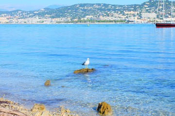 View to Cannes from Sainte Marguerite island, France