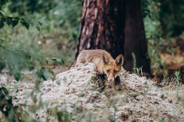 Fototapeta premium fox in the forest,sitting on grass