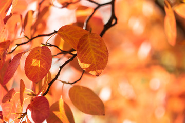 orange autumn leaves with bright and soft bokeh
