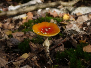 Der Fliegenpilz im Herbst