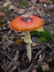 Der Fliegenpilz im Herbst