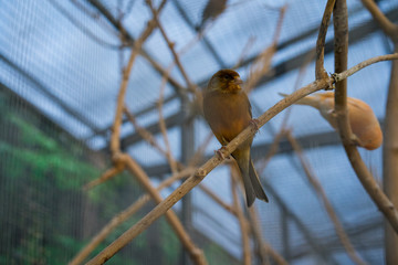 Orange little bird sitting on a branch