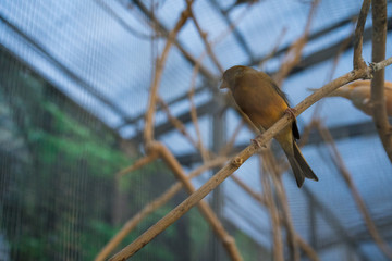 Orange little bird sitting on a branch