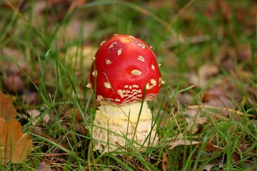 kleiner roter Fliegenpilz im Gras