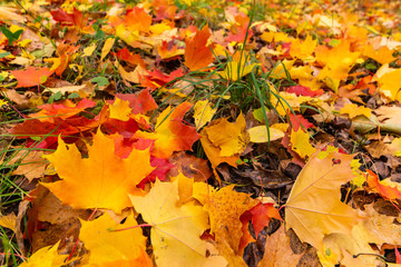 colorful autumn leaves background