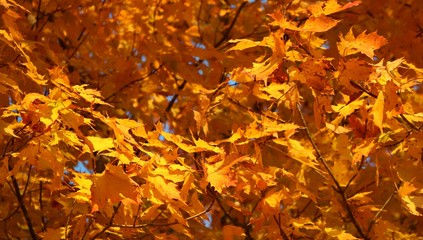 Looking up from below at bright orange Maple leaves