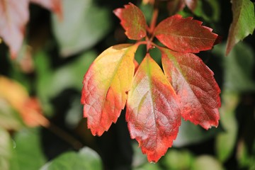 Herbstlicher Wilder Wein, Vitis vinifera