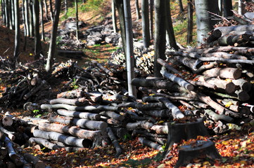 Wood piled up the autumn forest waiting for transport.