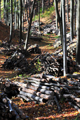 Wood piled up the autumn forest waiting for transport.