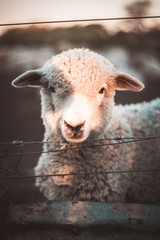 Portrait of a white sheep.