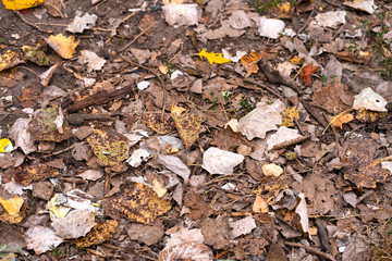 Fallen dry maple leaves are lying on the ground. Autumn background texture
