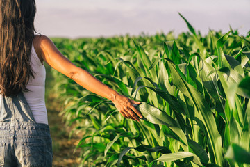 Female farmer taking a walk in a corn field
