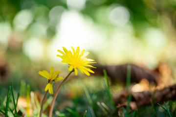 Art beautiful spring flowers background