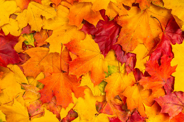Naklejka na ściany i meble colorful autumn maple leaves background
