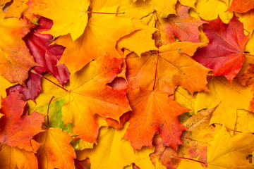 Naklejka na ściany i meble colorful autumn maple leaves