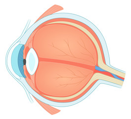 Eye structure