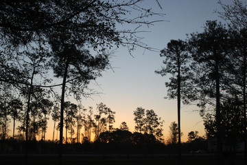 tall pine trees silhouetted at dusk