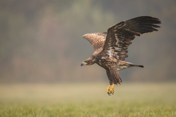 Birds of prey - white-tailed eagle in flight (Haliaeetus albicilla)