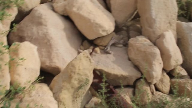Plastic bottle among stones. Environmental pollution by garbage is one of the problems of the 21st century