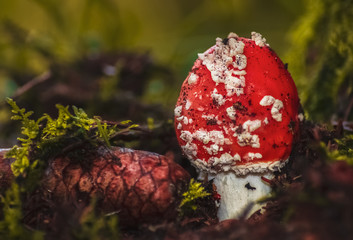 Kleiner Fliegenpilz auf dem Waldboden