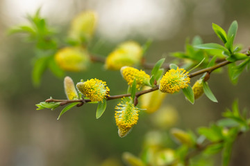 In the spring, bright yellow flowers adorn the willow