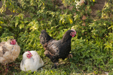Rooster and hens. Free range rooster and hens. Many hens and one rooster walk on the green grass. Close-up, side view, cropped image, horizontal. Concept of poultry and countryside.
