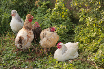 Rooster and hens. Free range rooster and hens. Many hens and one rooster walk on the green grass. Close-up, side view, cropped image, horizontal. Concept of poultry and countryside.
