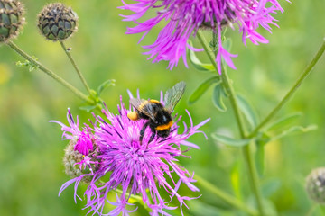 Bumblebee collects nectar of pink cornflower