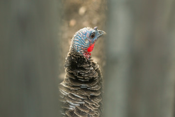 Turkey bird behind the fence