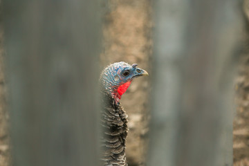 Turkey bird behind the fence