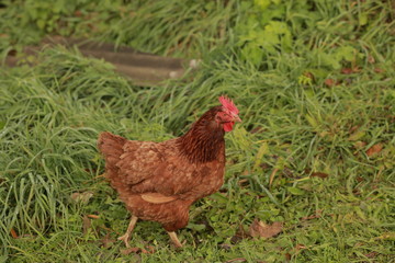 Rooster and hens. Free range rooster and hens. Many hens and one rooster walk on the green grass. Close-up, side view, cropped image, horizontal. Concept of poultry and countryside.