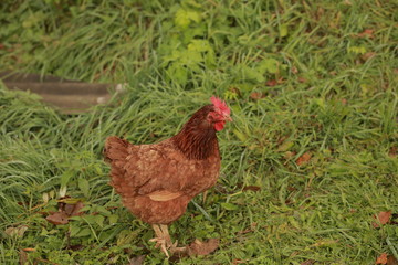 Rooster and hens. Free range rooster and hens. Many hens and one rooster walk on the green grass. Close-up, side view, cropped image, horizontal. Concept of poultry and countryside.