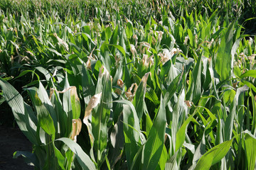Close view over a cornfield with tall green corn plants on a bright sunny autumn day in California