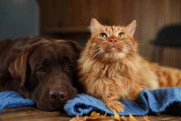 Cute cat and dog on wooden table at home. Warm and cozy winter