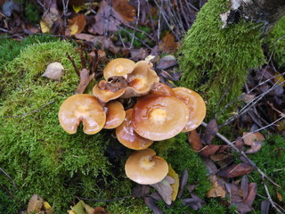 Fliegenpilze im Wald