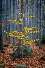 Deep forest in autumn colors